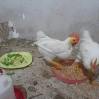 دو عدد نیمچه خروس
