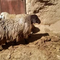 سلام میش ابستن