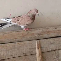 کبوتر|پرنده|نقده, |دیوار