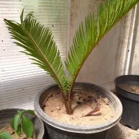 گل سیکاس|گل و گیاه طبیعی|فرح آباد, |دیوار