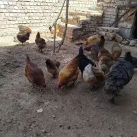 20عدد مرغ تخمی گلپایگانی