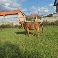 گاو با گوساله نر