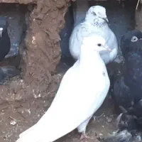 باش سپه اول بخون