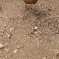 مرغم قرمزی مثله این مرغ دیروز گم شده