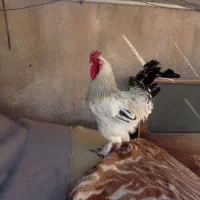 خروس برهما