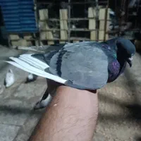 کبوتر فروشی تضمینی|پرنده|سیرجان, |دیوار