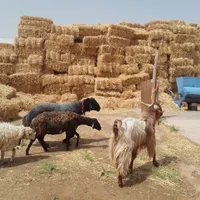 گوسفند قوچ میش بره بز|حیوانات مزرعه|شاهین‌شهر, گرگاب|دیوار