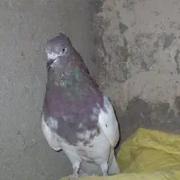 پرنده