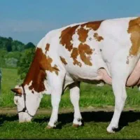 خریدار گاو شیری گوساله دارهستم