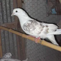 کبوترفروش یامعاوضه|پرنده|رشت, حومه رشت|دیوار