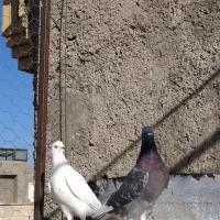 قریب گیری این هفته