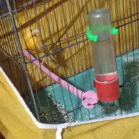 سه عدد قناری نر مست|پرنده|برخوار, |دیوار