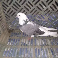 سه کبوتر