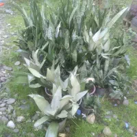 گلهای زیبای من