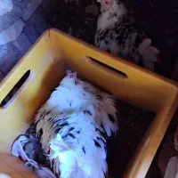 مرغ و جوجه گلین