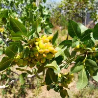 فروش یک قطعه باغ پسته 600 متری