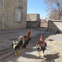 خروس لاری اصیل