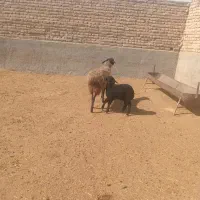 ی راس شیشک با ی راس بره نر