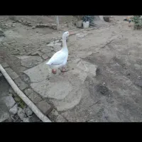 غاز نر فروشی|حیوانات مزرعه|سنگدوین, |دیوار