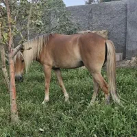 اسب مادیان کاسپین