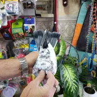 کفتر پرشی خوب|پرنده|شهریار, شهرک وائین|دیوار