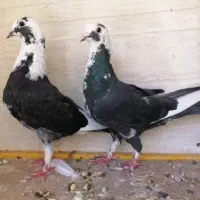 کفتر رنگه|پرنده|قائن, |دیوار