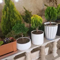 گل آپارتمانی دکوراتیو