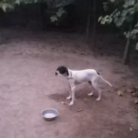 توله مخصوص دمبلان(ترافل)|سگ|گلی داغ, |دیوار