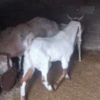 چبش بزغاله گلابی