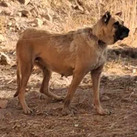 واگذاری سگ ماده سرابی قد ۸۰ سه ساله|سگ|اردبیل, |دیوار