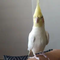 عروس هلندی سخن گو