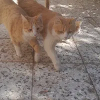 فروش گربه|گربه|رفسنجان, |دیوار