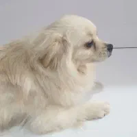 فروش سگ خانگی|سگ|اهواز, حصیرآباد|دیوار