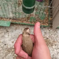 سهره نشاندار عینکی|پرنده|تبریز, |دیوار