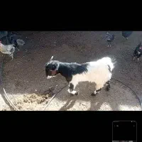 کهره نر مخصوص در خونه