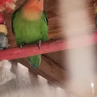 کوتوله عروس مرغ عشق