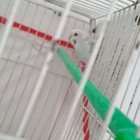 یک جفت مرغ عشق سالم|پرنده|مشهد, فریزی|دیوار