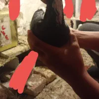 کبوتر پلنگ اسطوره