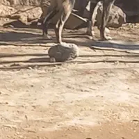 سگ نگهبان نر|سگ|ورزقان, |دیوار