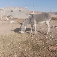 خر ماده 2 ساله|حیوانات مزرعه|تبریز, |دیوار