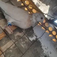 کبوتر، سار زرد، سفید، تکی موجوده