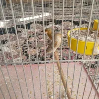 یک جفت  قناری نر وماده با قفس  وسایلش