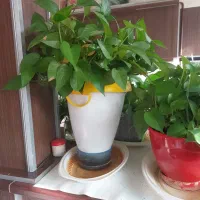 گل پتوس|گل و گیاه طبیعی|مشهد, دانشجو|دیوار