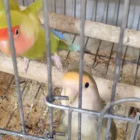 طوطی برزیلی نر و ماده تخم گذار