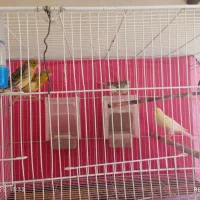 قناری ماده اماده|پرنده|مشهد, جاهد شهر|دیوار