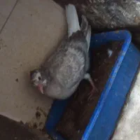 جوجه اشعل|پرنده|آبادان, |دیوار