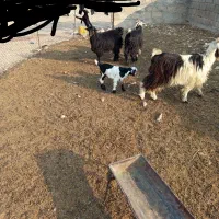 دوعدد بز و یک چپش و دو بیگ