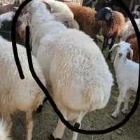 یک عدد قوچ فروشی|حیوانات مزرعه|نرماشیر, |دیوار