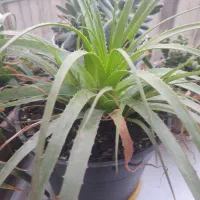 گل آگاوآناناسی|گل و گیاه طبیعی|ساری, |دیوار