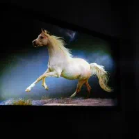 تابلودیواری اسب